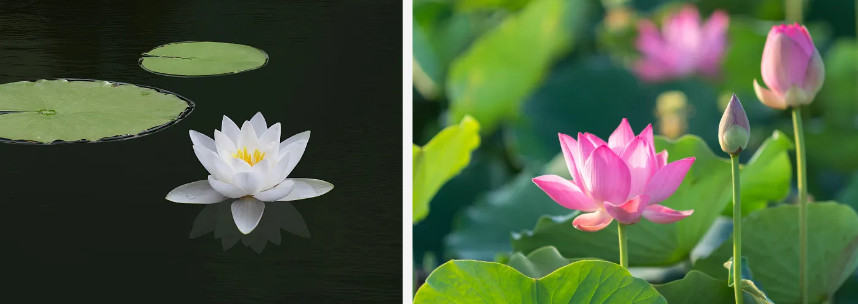 lotus leaf.jpg